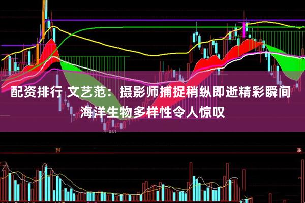 配资排行 文艺范：摄影师捕捉稍纵即逝精彩瞬间 海洋生物多样性令人惊叹